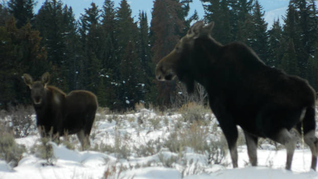 Moose and Calf