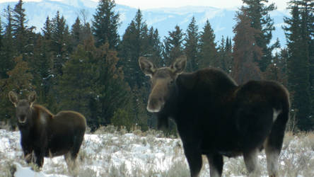 Moose and Calf Looking