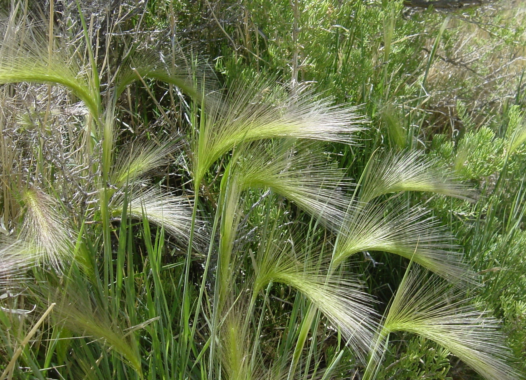 Wild fox tails near mono lake