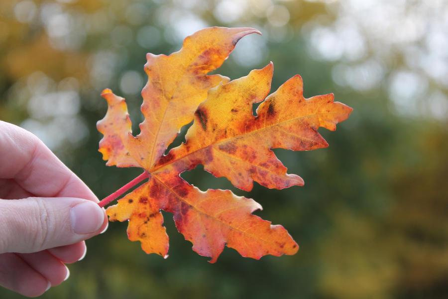 Leaves falling down