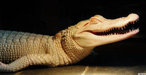 ~ Albino Alligator ~