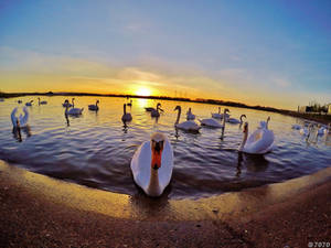 16:52 - Swan Lake by JoJoAsakura