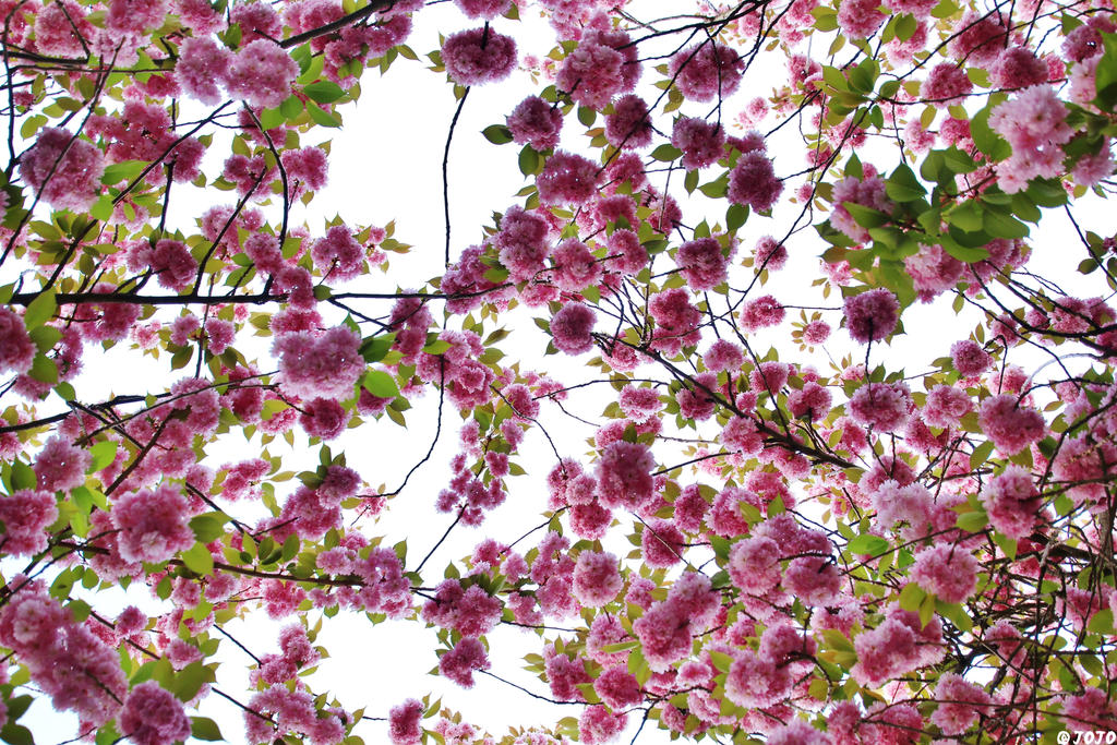 A Sky Full Of Cherry Blossoms IV