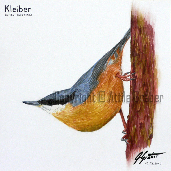 Kleiber