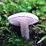 luminous fungus
