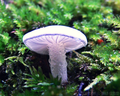 luminous fungus