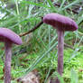 Laccaria amethystina