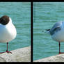 Black-headed Gull