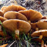 fungi I