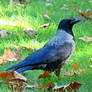 Corvus corone corone x Corvus corone cornix