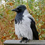 Corvus corone cornix  /*