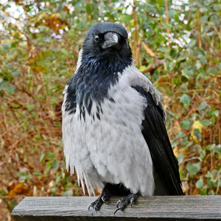 Corvus corone cornix *\/* by Attila-G on DeviantArt
