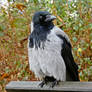 Corvus corone cornix  *\