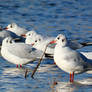 Black-headed Gulls in winter (plumage)