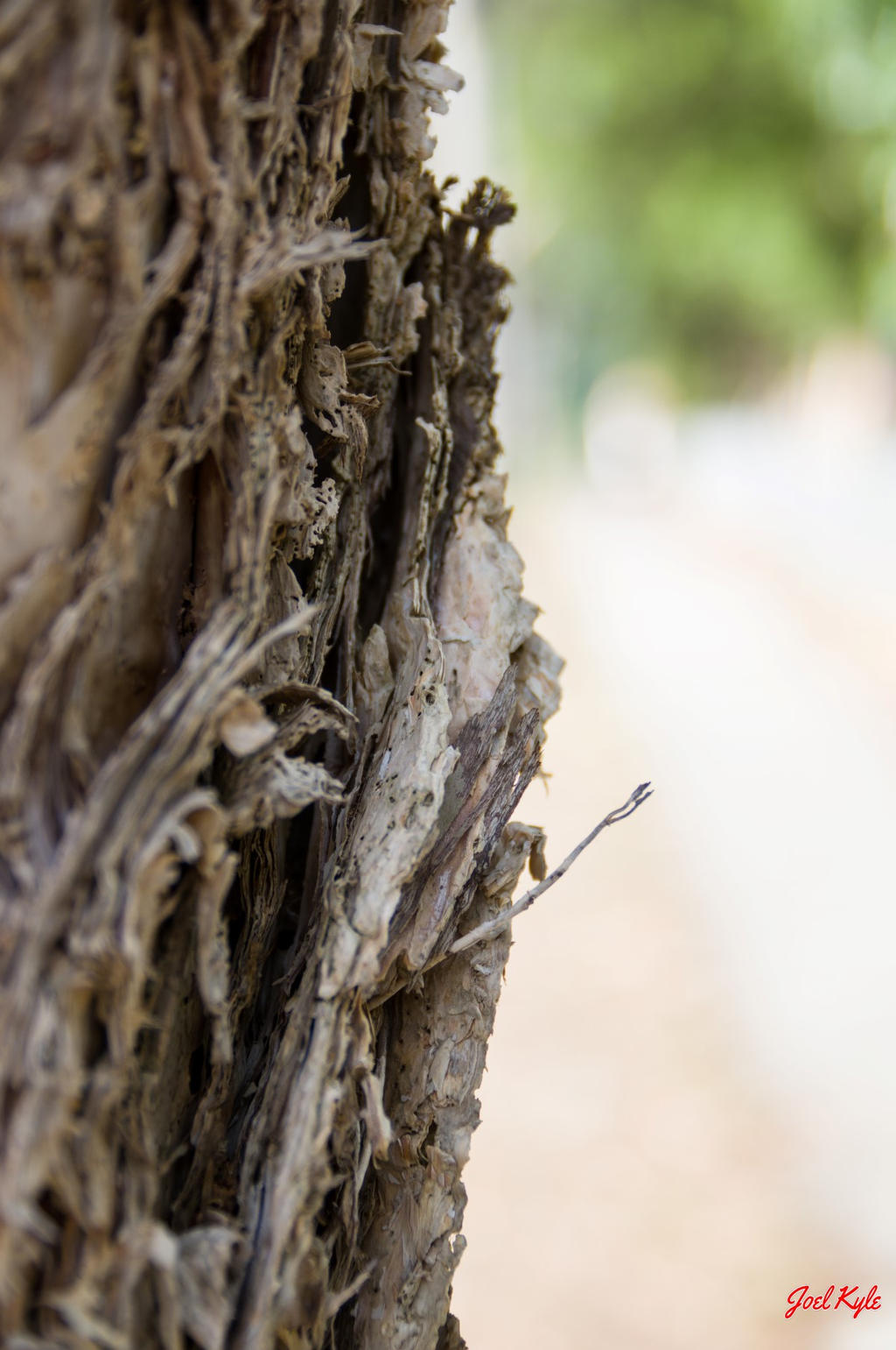 Paperbark by JoelKyle on DeviantArt