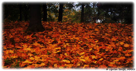 Waiting for a leaf to fall