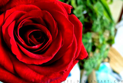 red rose