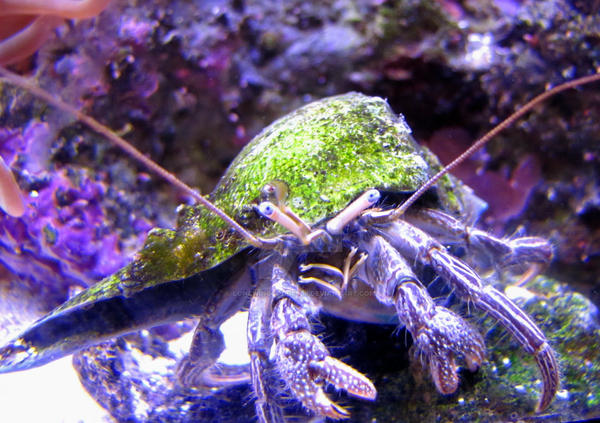 .:Mr. Shellmen:. by LoneWingGoddess8 on DeviantArt