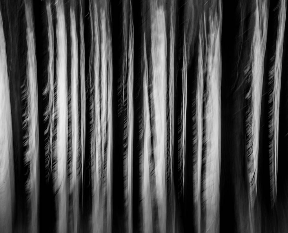 Trees in motion. by lomatic