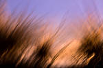 Gliding through a field of grass by lomatic