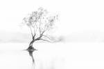 Tree by lomatic Tree by lomatic
