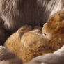 The Lion King 2019 - Trailer #1 (GIF CODE)
