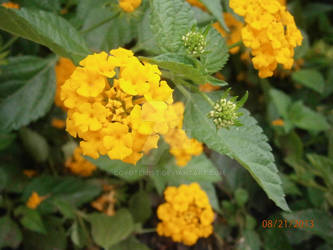 Yellow Flowers