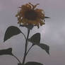 Cloudflower