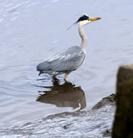 Heron fishing