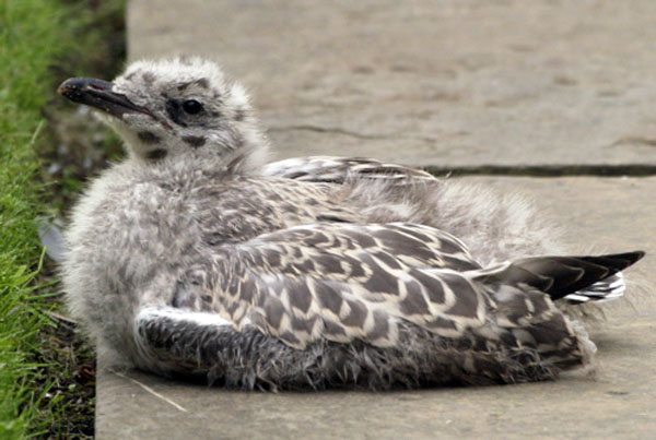 Young herring gull