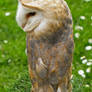 Barn Owl