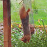 Upside down squirrel