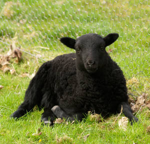 Wee Black lamb by piglet365