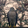 Unwelcome garden visitor 1