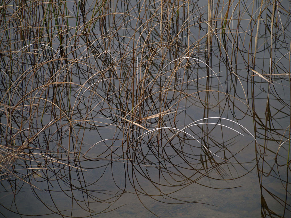 Reed patterns by piglet365 on DeviantArt