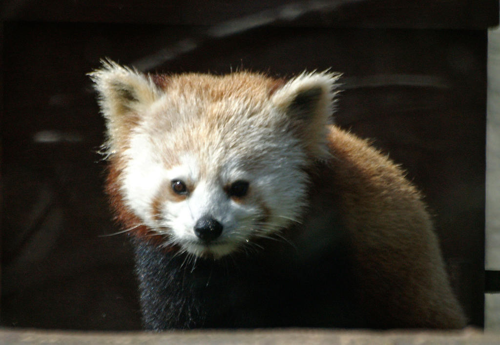 Red Panda