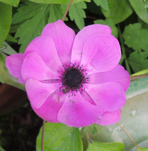 Anemone