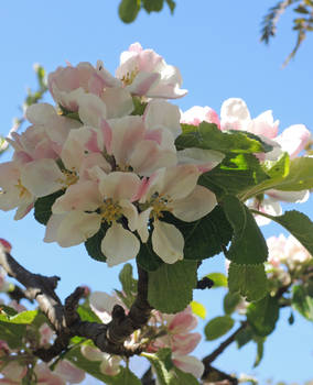 Apple blossom