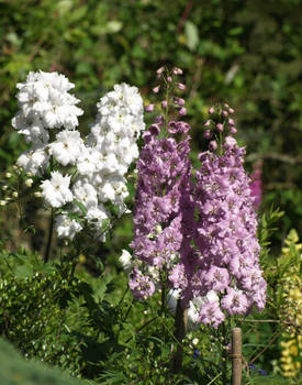 Delphiniums