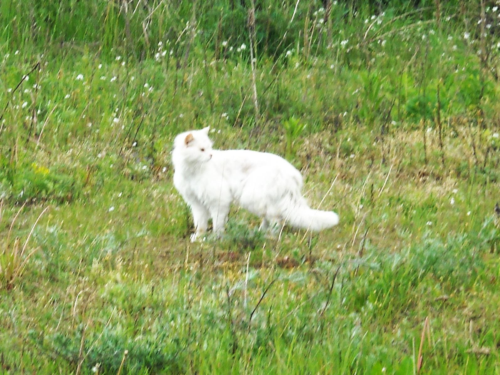 Some white cat. Po raz 3.