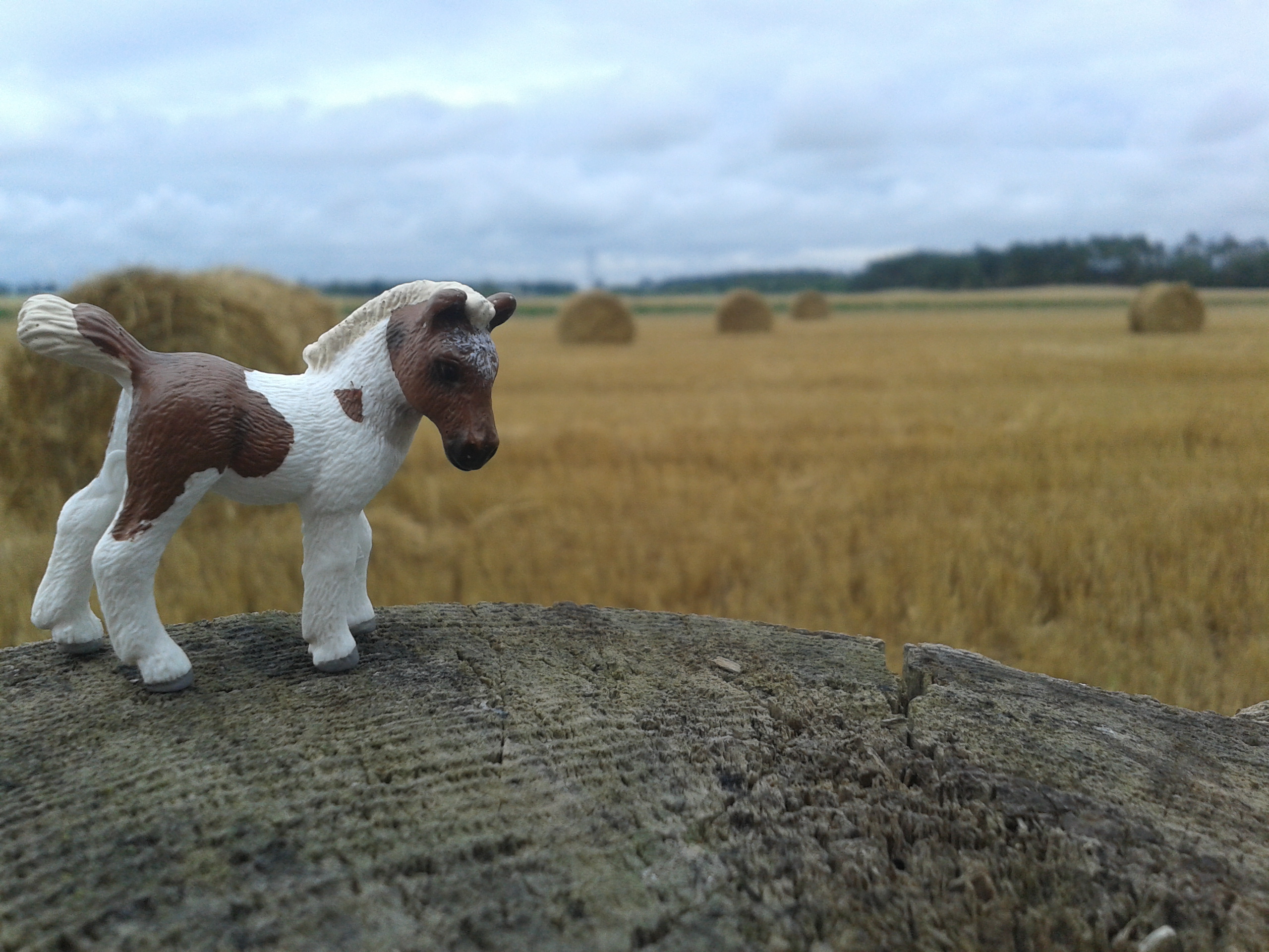 Little pony foal in the field