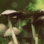 Mushroom Forest