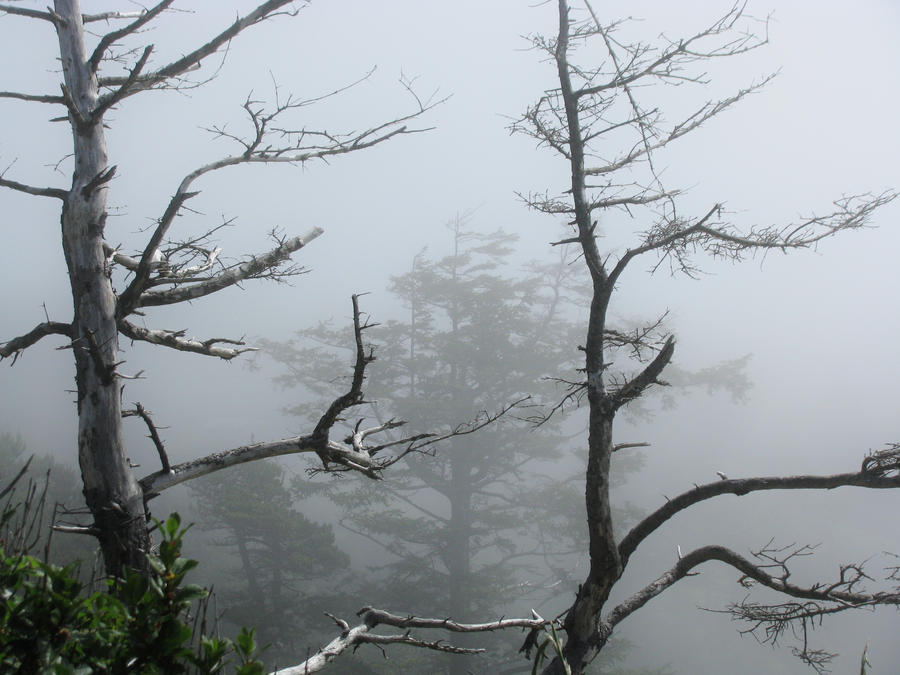 Ghost Trees