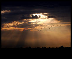 birds flying through the sun