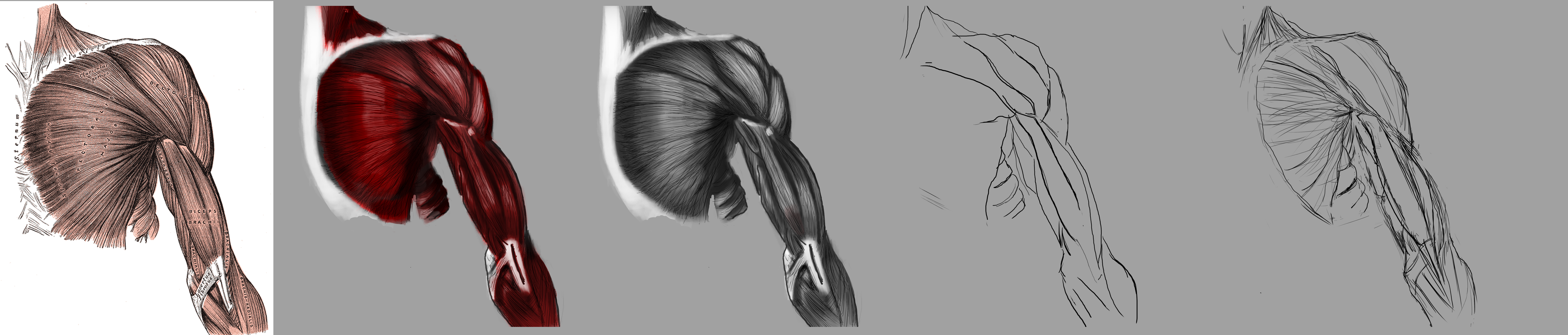 Arm study (full resolution)