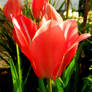 another red tulip