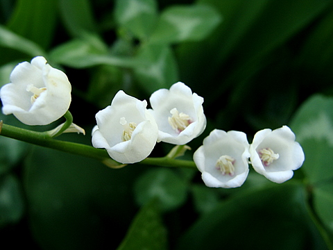 Lily of the Valley 1