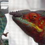 chameleon  3 shots