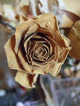 Dry Rose