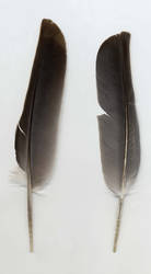 Feathers